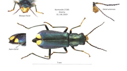Clanoptilus elegans